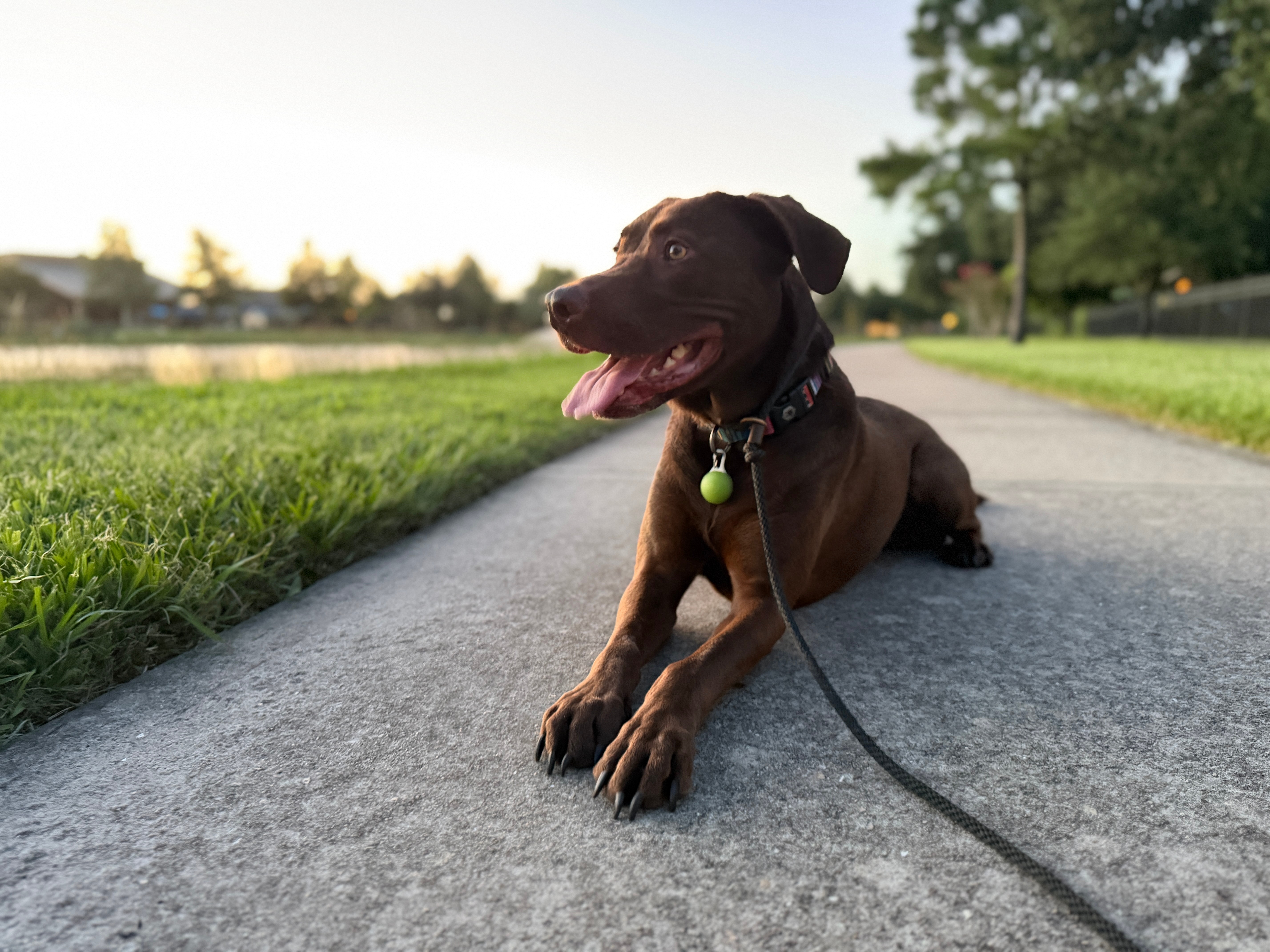 Dog lying on a sidewalk with grass and trees in the background, mouth open, tongue out, wearing a collar and leash.
