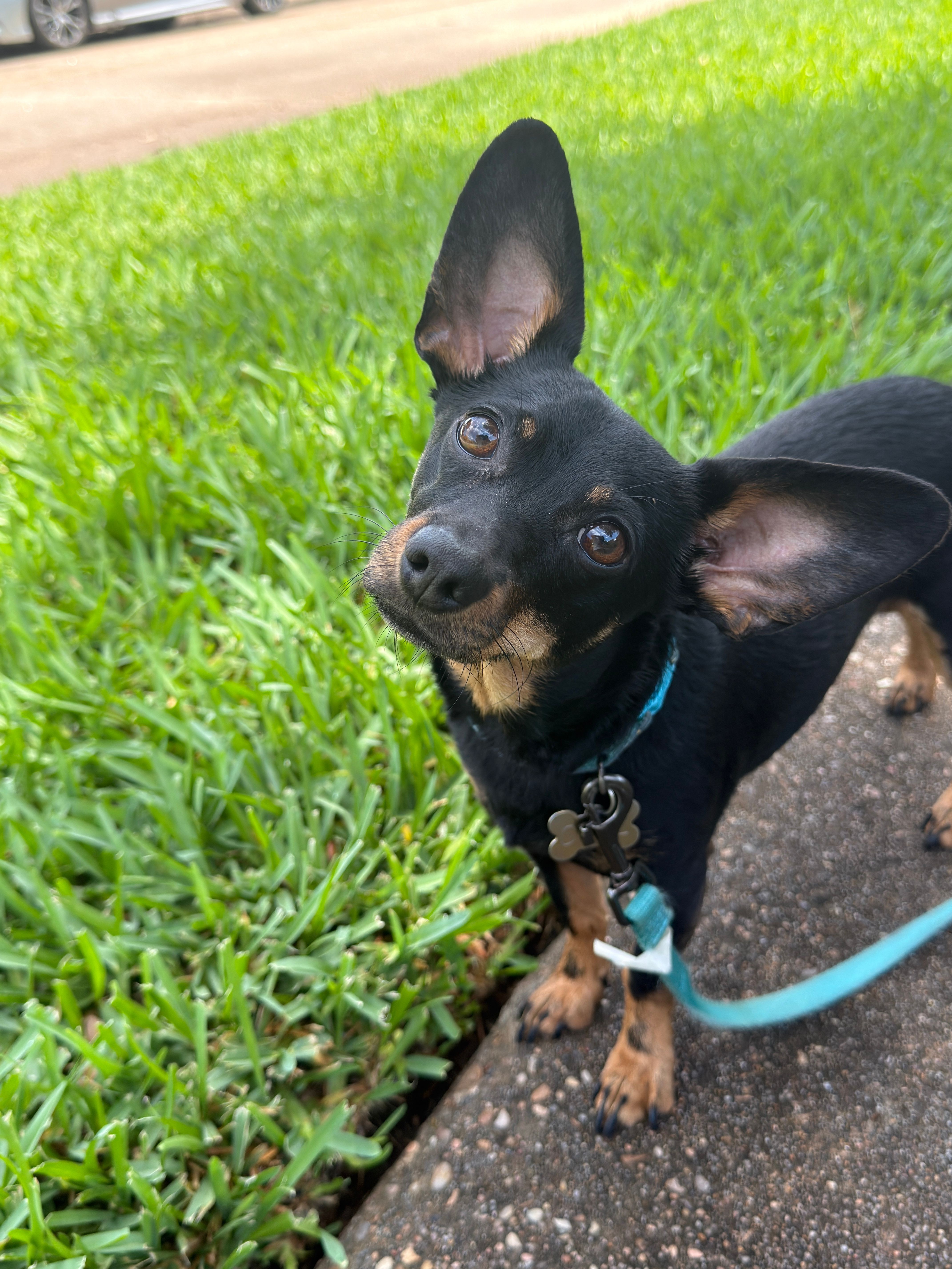Small black and tan dog with large ears and a blue collar, lying on grass and concrete, looking at the camera.