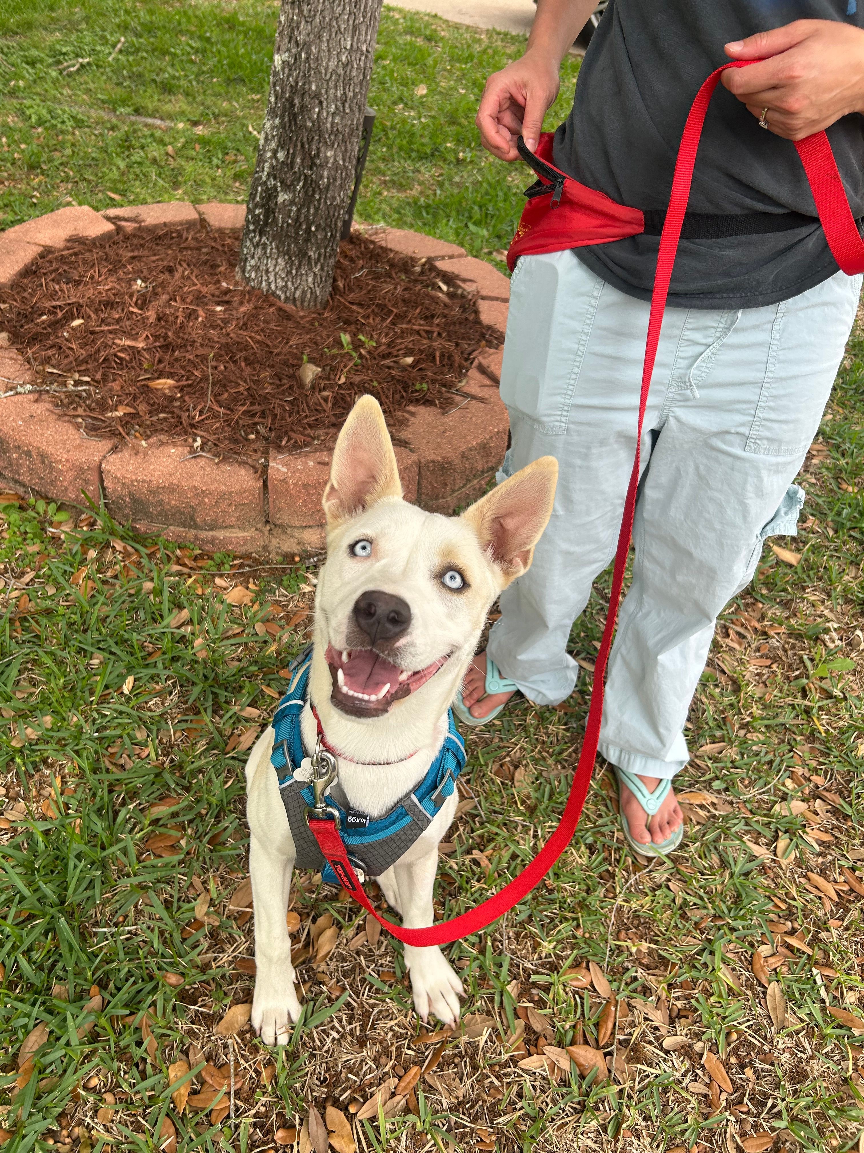Person holding a red leash attached to a happy dog with a harness, outdoors on grass and leaves.