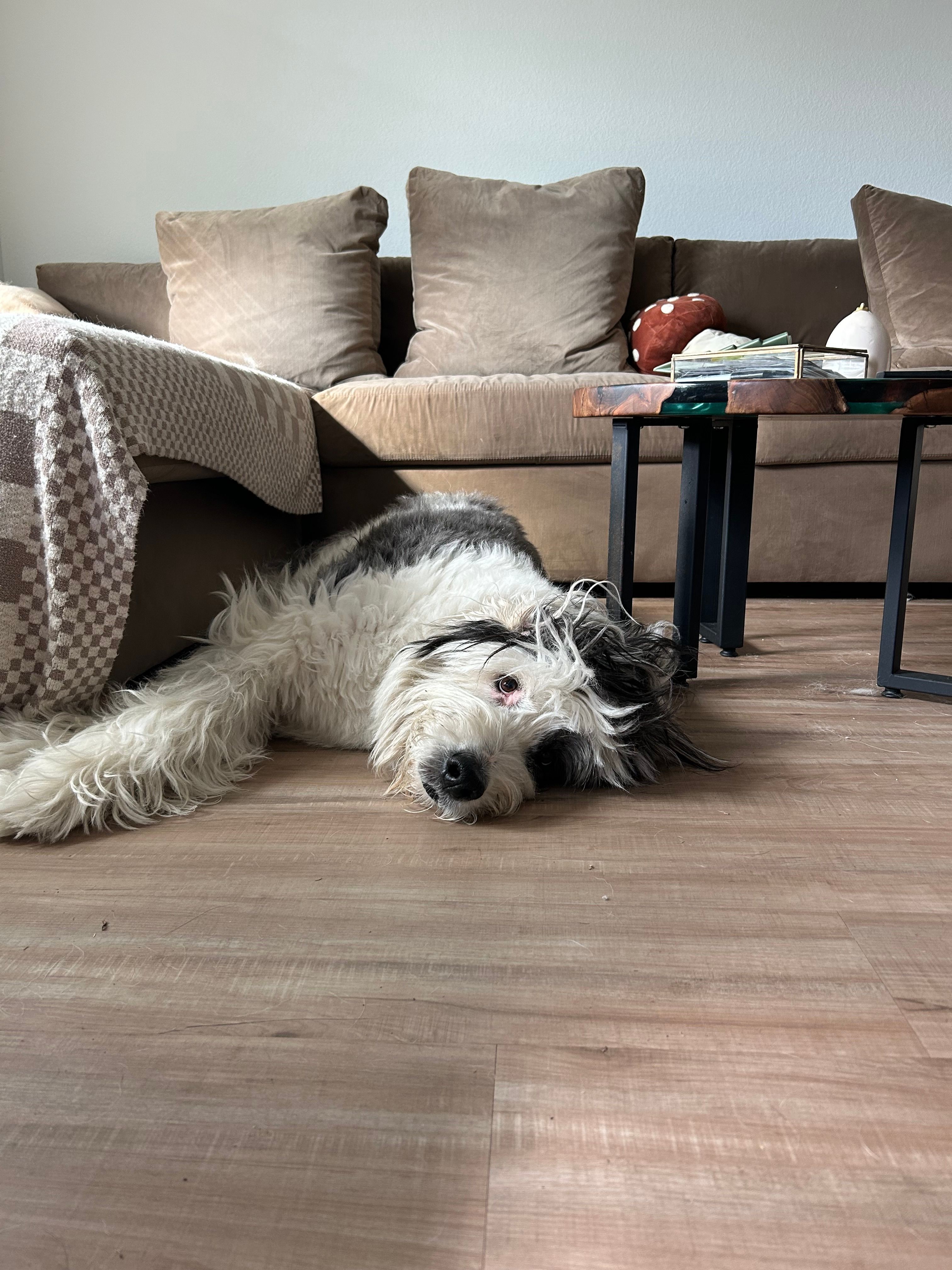 Dog lying under a table with chairs, looking up at the camera, on a wooden floor.