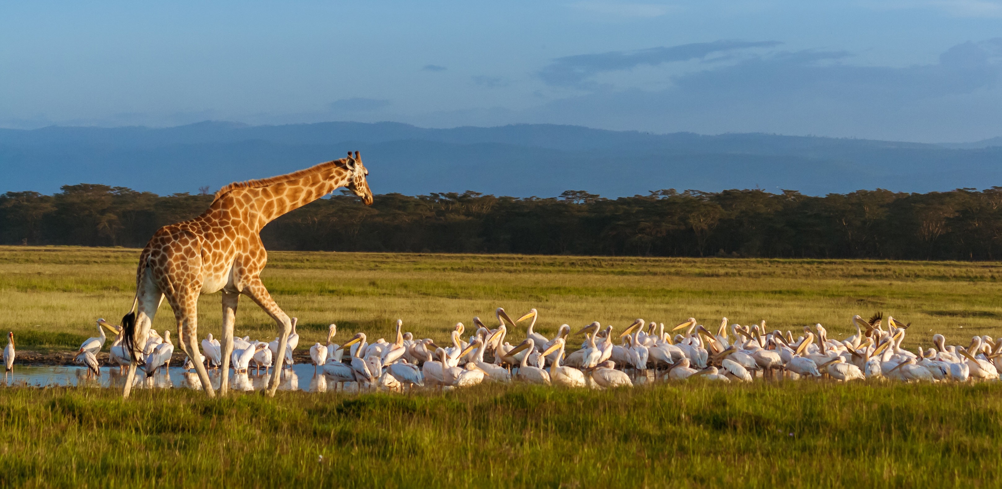 Giraffe walking among a flock of white birds in a grassy field with a distant tree line and blue sky.
