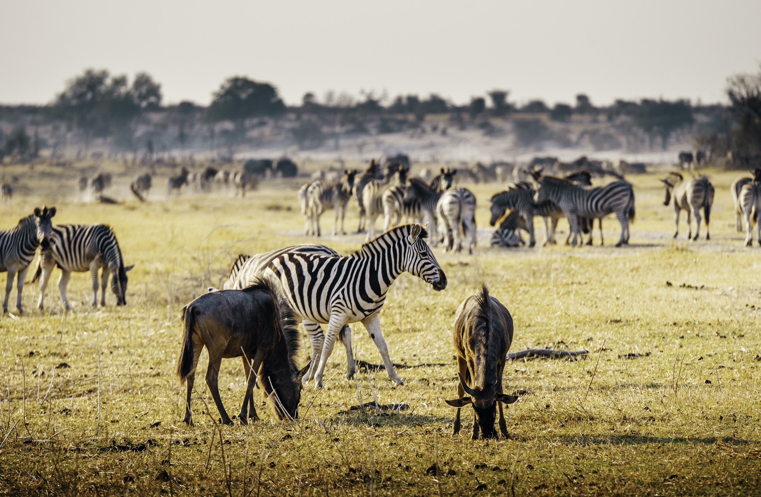 Zebras and wildebeests graze on a grassy plain with a distant herd and trees in the background.