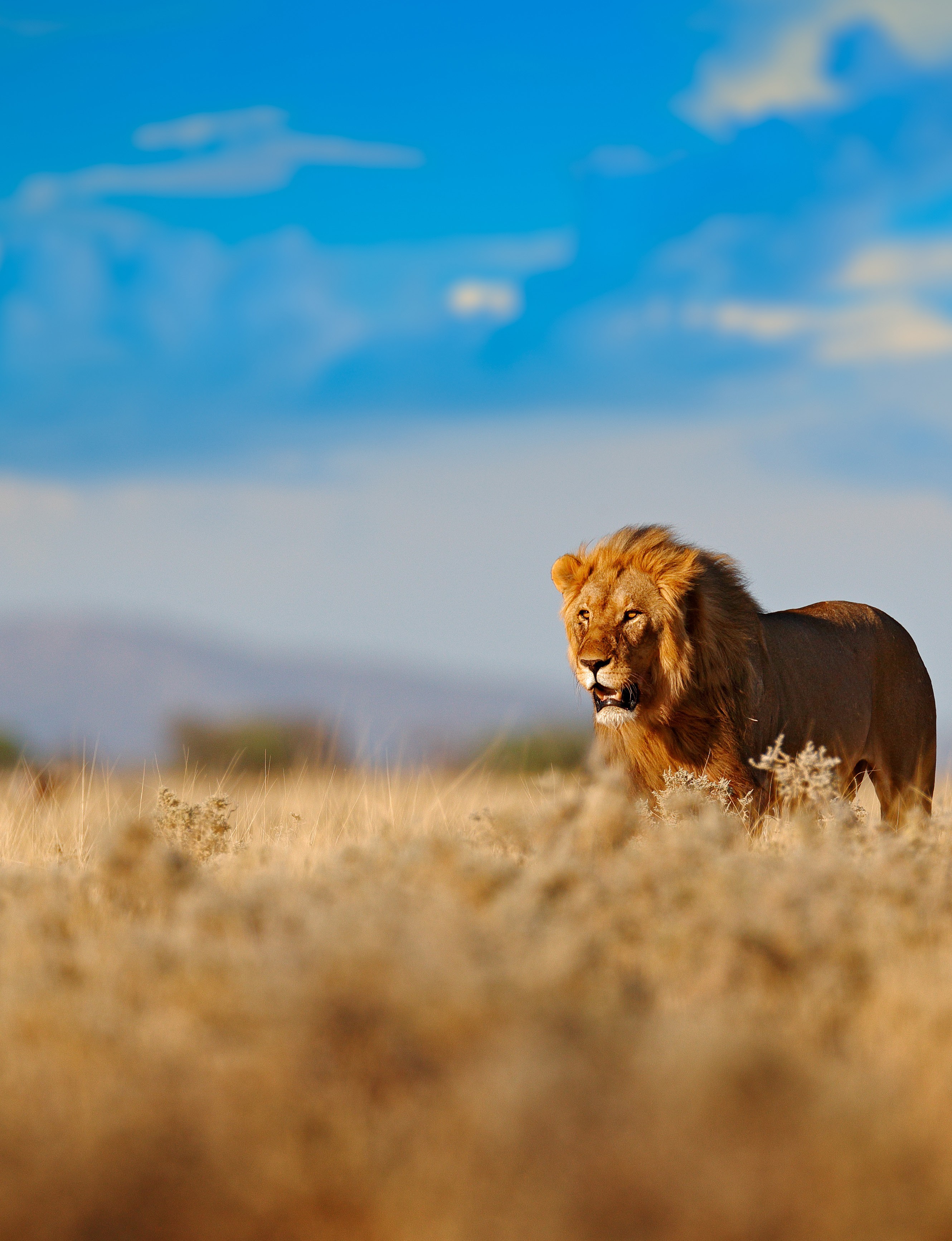 Lion standing in a grassy plain under a blue sky with clouds, distant mountains in the background.