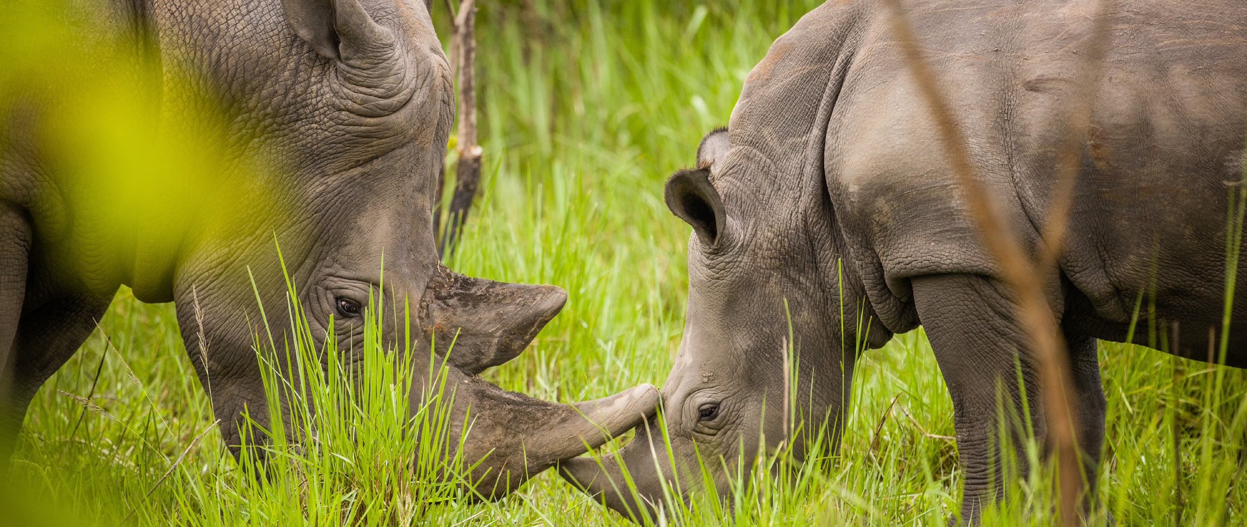 Two young rhinoceroses face each other in grass, touching noses in a natural setting.