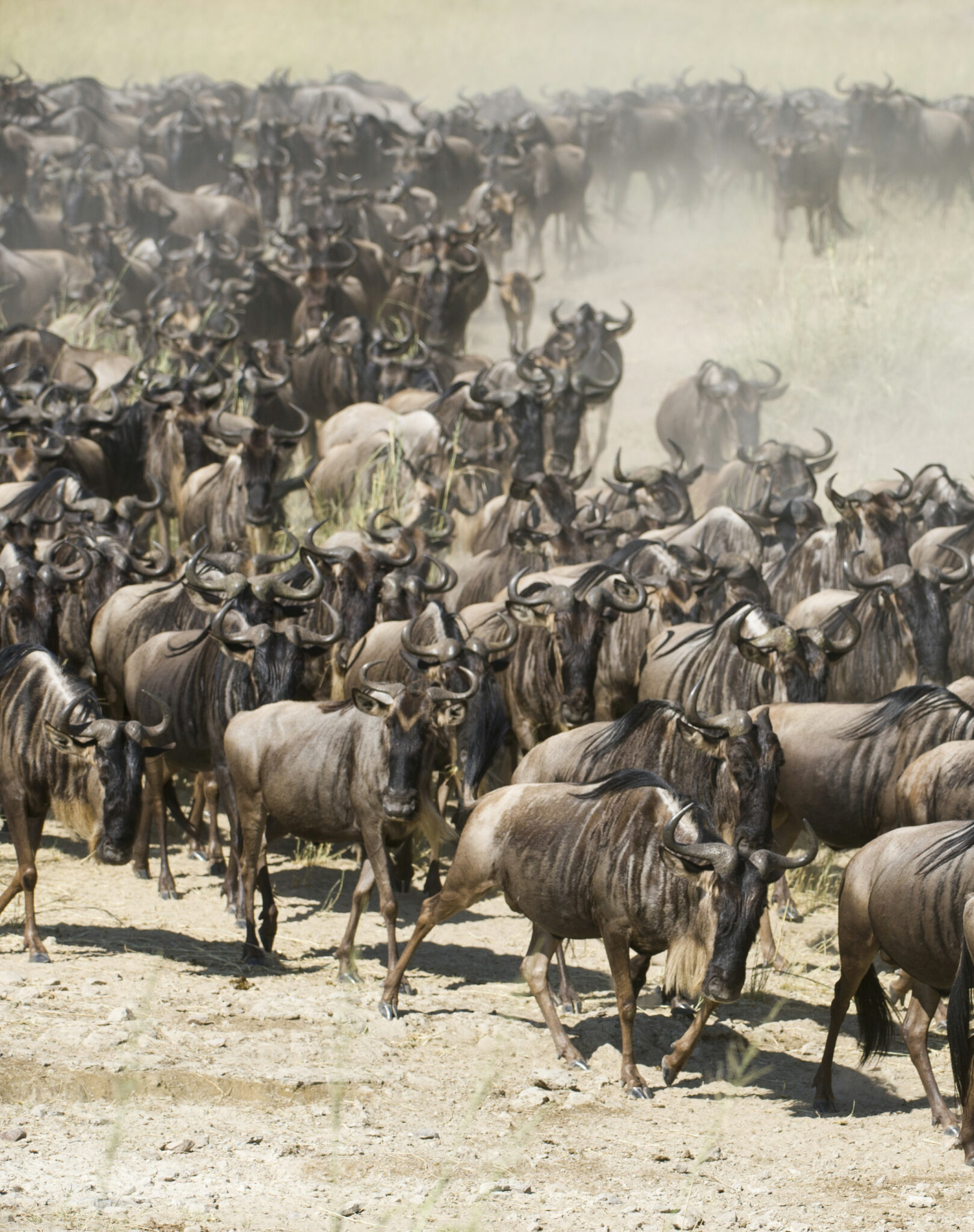 Large herd of cattle and buffalo moving across a dusty landscape, with dust clouds in the background.